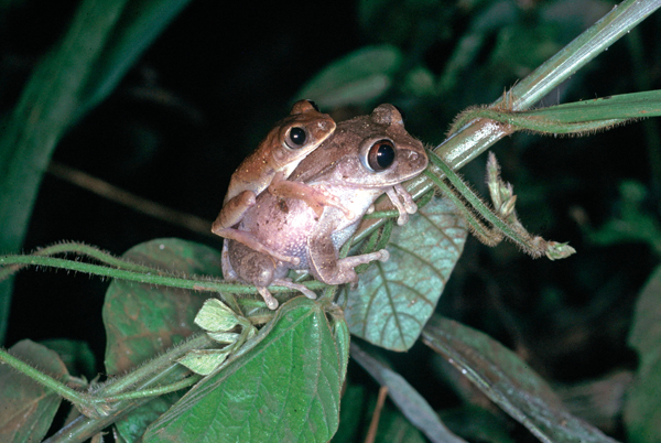 Leptopelis modestus