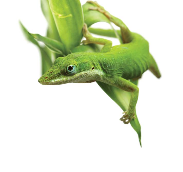 green anole