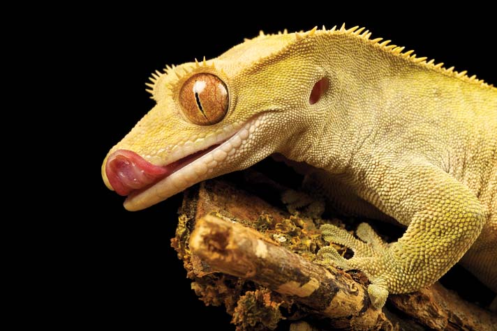 crested gecko