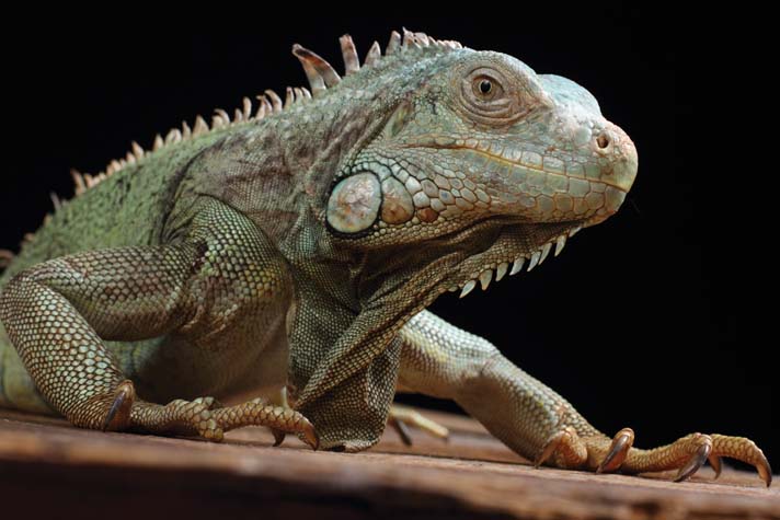 green iguana