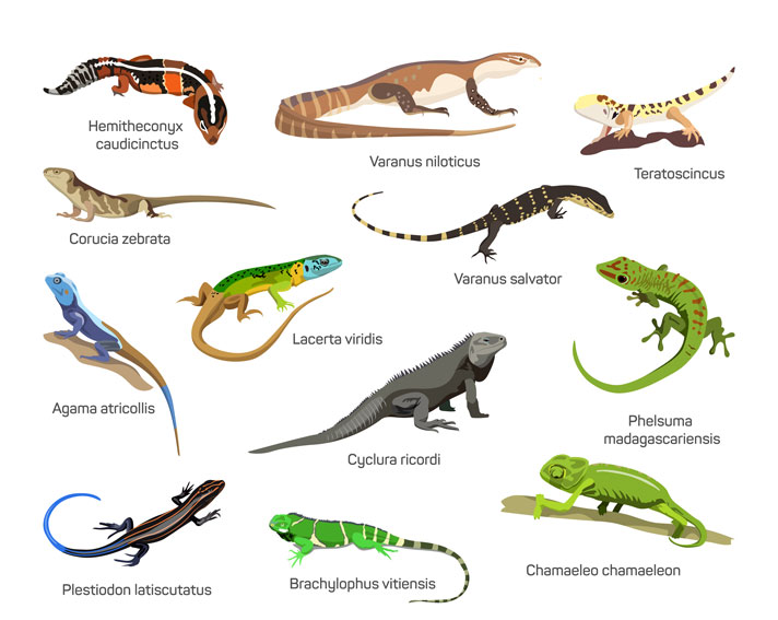 types of lizards