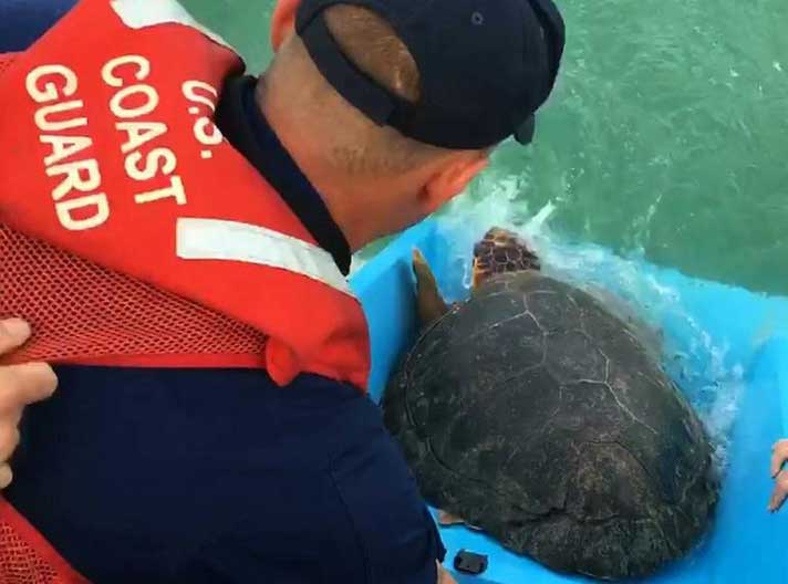 loggerhead turtle