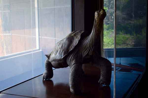 lonesome George