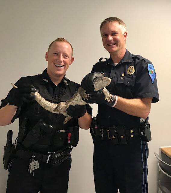 savannah monitor and South Berwick PD
