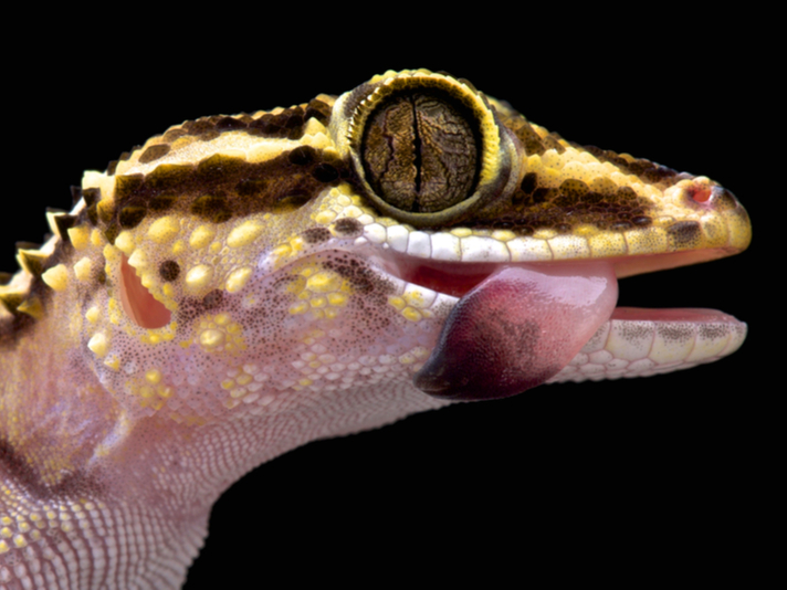 Lotharas gecko