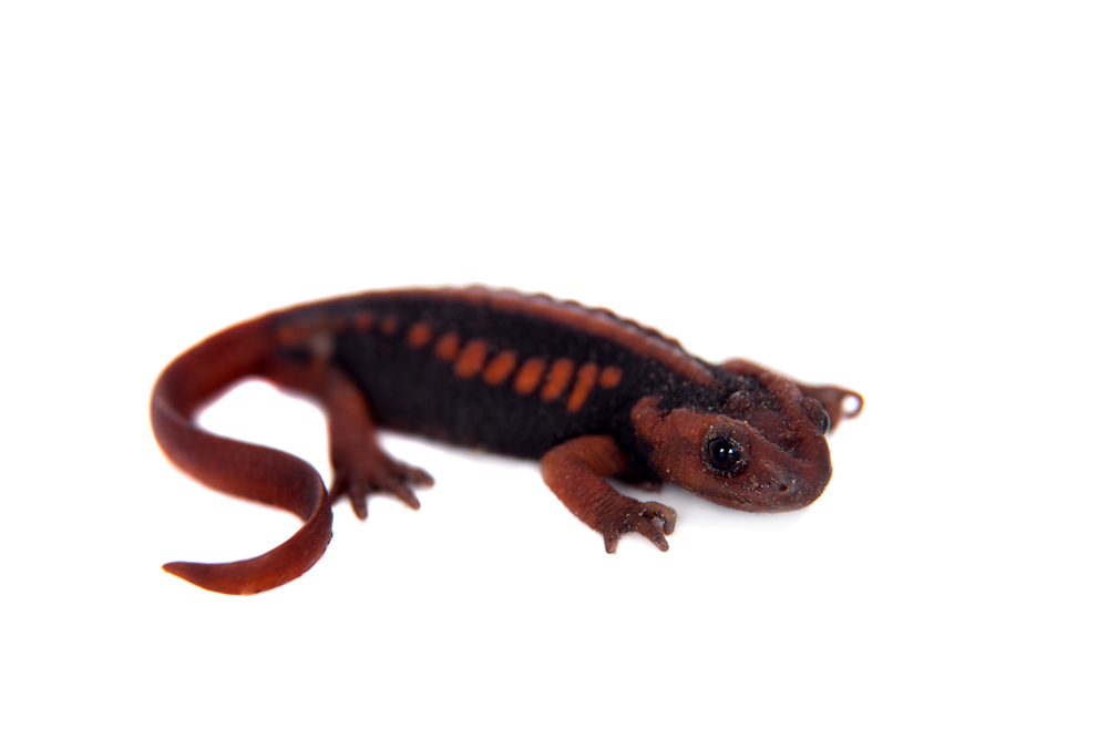 Mandarin newt