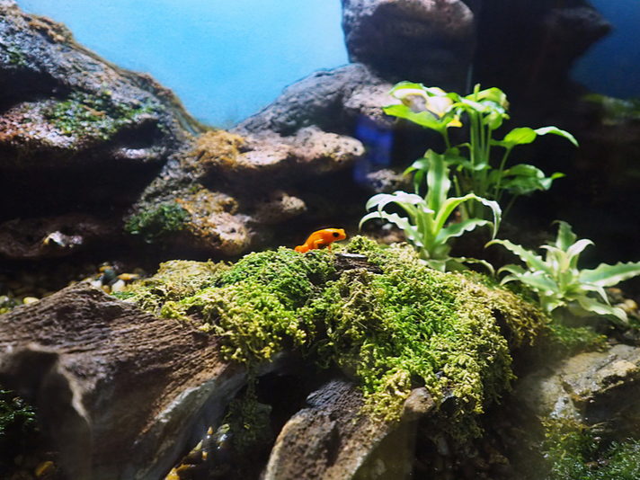 mantella enclosure