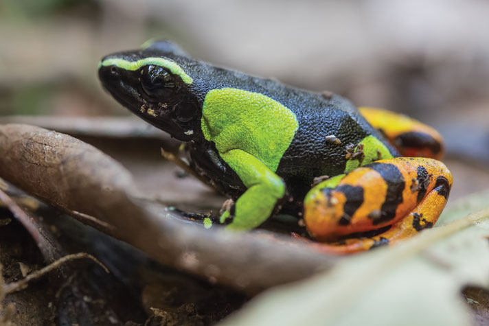 Barron's mantella