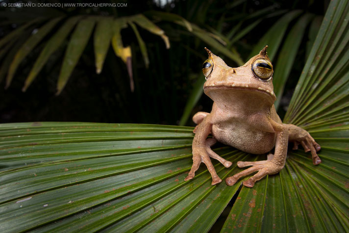 Marsupial horned frog