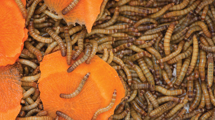 How To Raise Your Own Mealworms Reptiles - How To Prepare Mealworm Bedding How To Raise Your Own Mealworms Reptiles - How To Prepare Mealworm Bedding