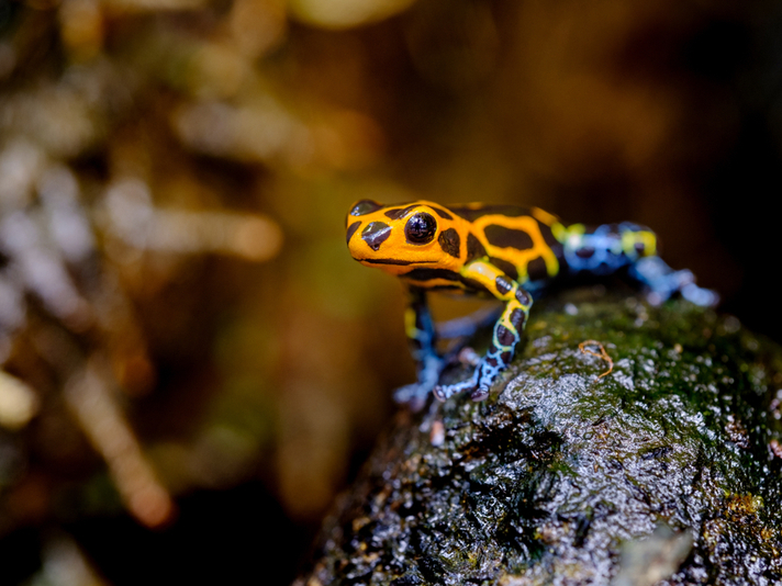 Mimic Poison Frog Evolving Into Two Distinct Species - Reptiles Magazine