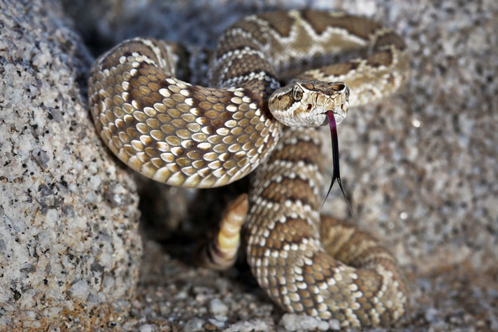 mojave rattlesnake