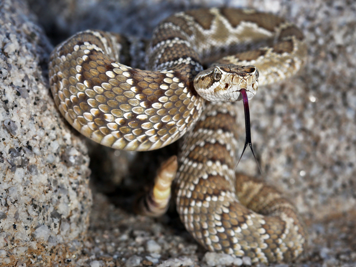 mojave rattlesnake