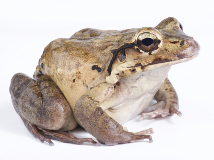 Mountain chicken frog