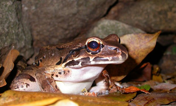 mountain chicken frog