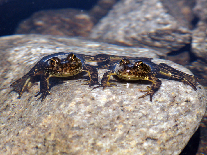 mountain yellow-legged frog