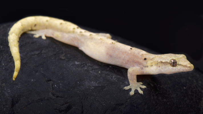 mourning gecko