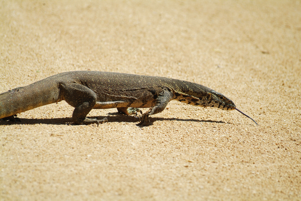 nile monitor