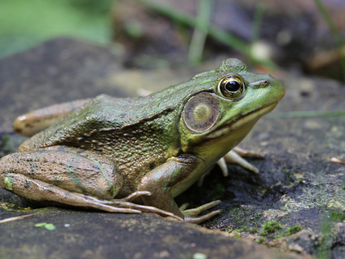 North American bullfrog