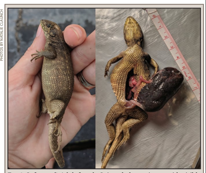 Researchers Euthanize Northern Curly-Tailed Lizard With Massive Fecal Impaction