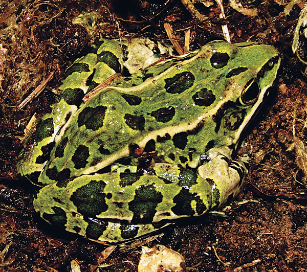 Northern Leopard frog