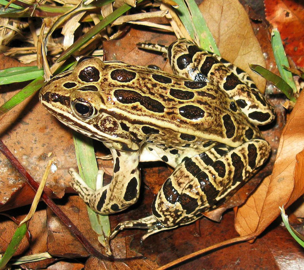 Some leopard frogs lack the green color entirely.