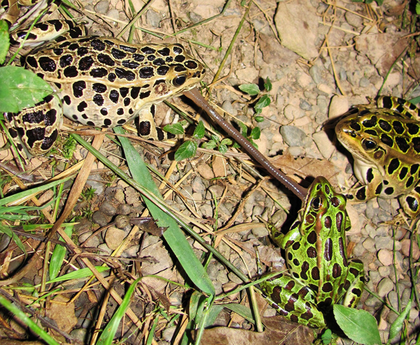 Northern leopard frog