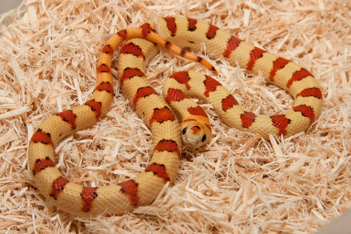 The Nuevo Leon kingsnake is also called the variable kingsnake.