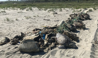 Olive ridley turtles stuck in fishing net