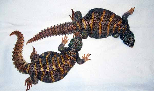 ornate uromastyx