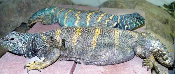 ornate uromastyx