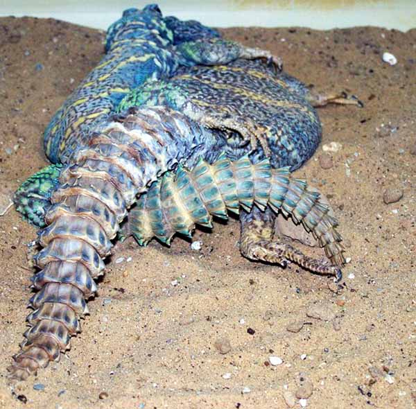 uromastyx bedding