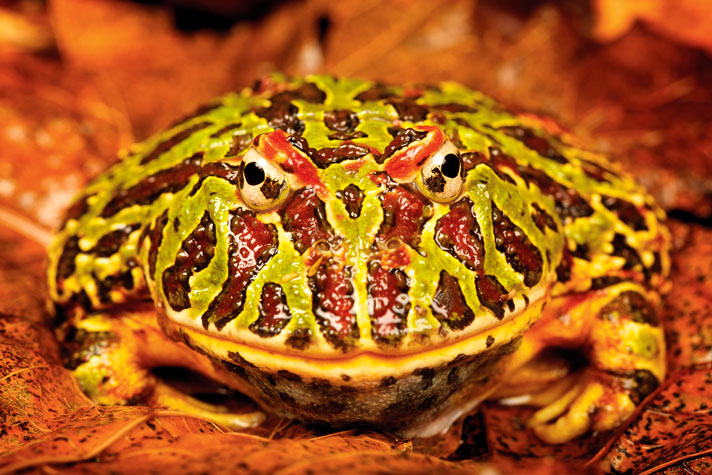 camo pacman frog