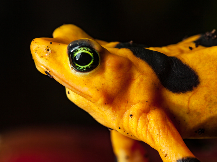 Panamanian golden frog