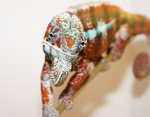 panther chameleon