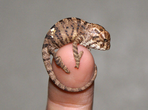 hatchling Nosy Be panther chameleon