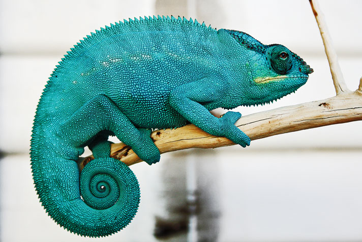 Panther Chameleon Care Information - Reptiles Magazine