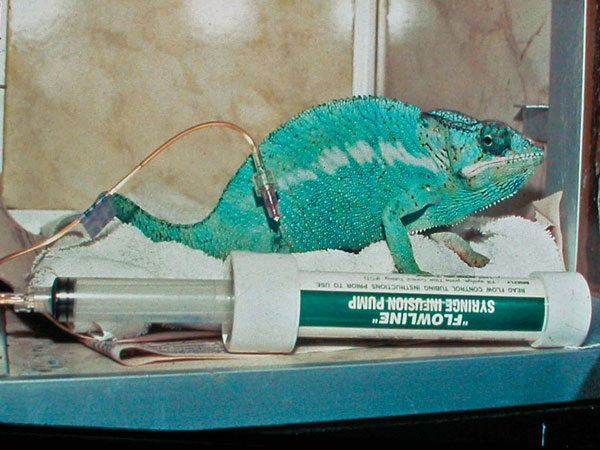 panther chameleon