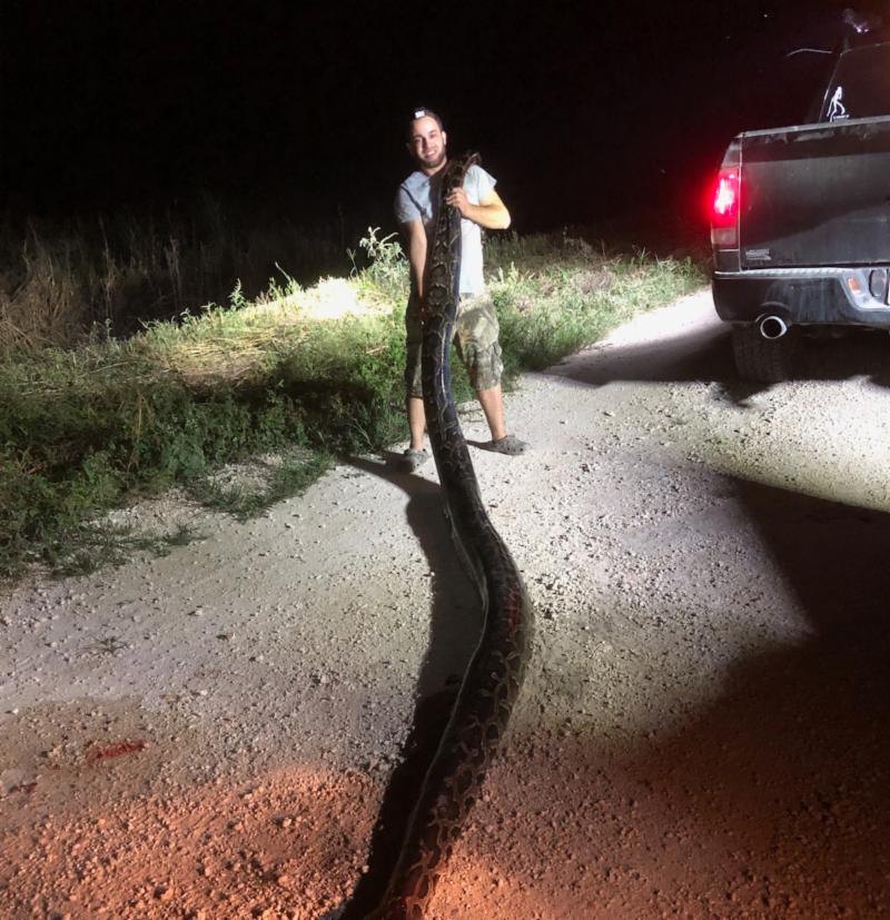 Burmese python
