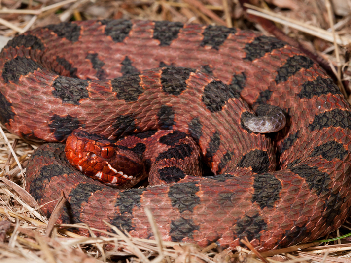 pygmy rattlesnake