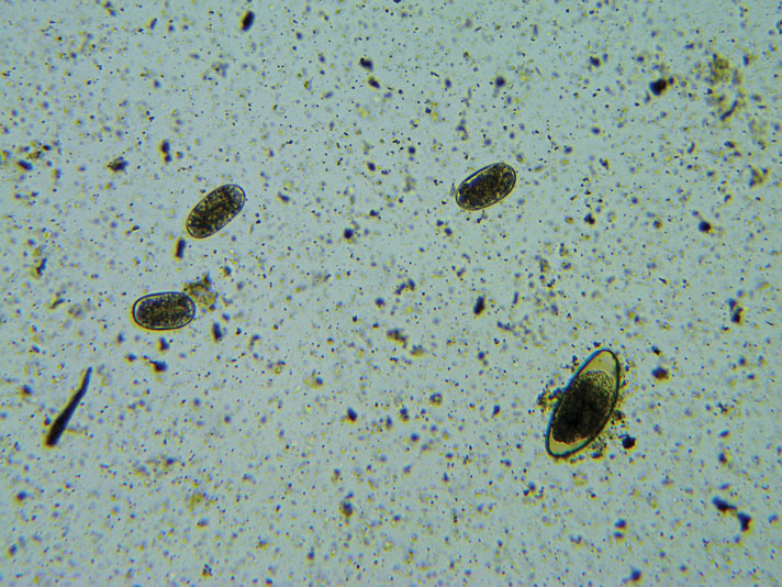 pinworm egg in tortoise