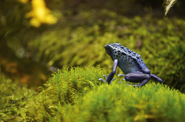 poison dart frog