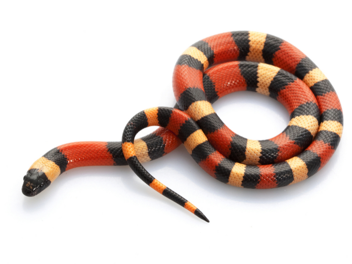 milk snake substrate