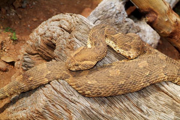 Puff adder