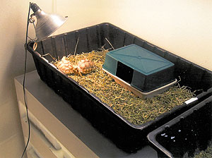 tortoise hatcling enclosure