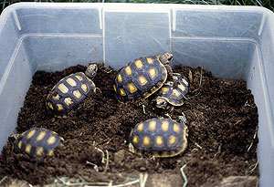 Pyramiding In Tortoises Reptiles Magazine,Capodimonte Flower Basket Made In Italy