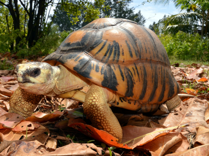 Radiated tortoise