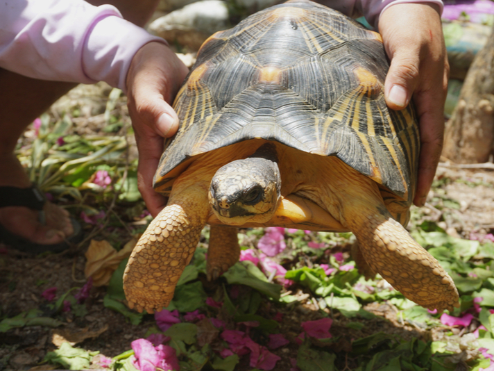 Radiated tortoise