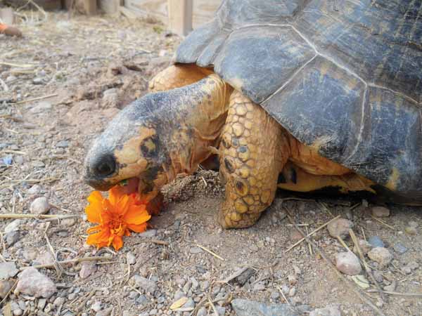 Radiated tortoise