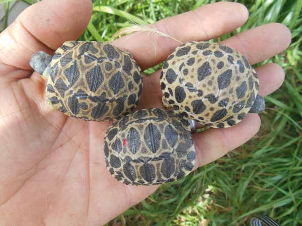 radiated tortoise